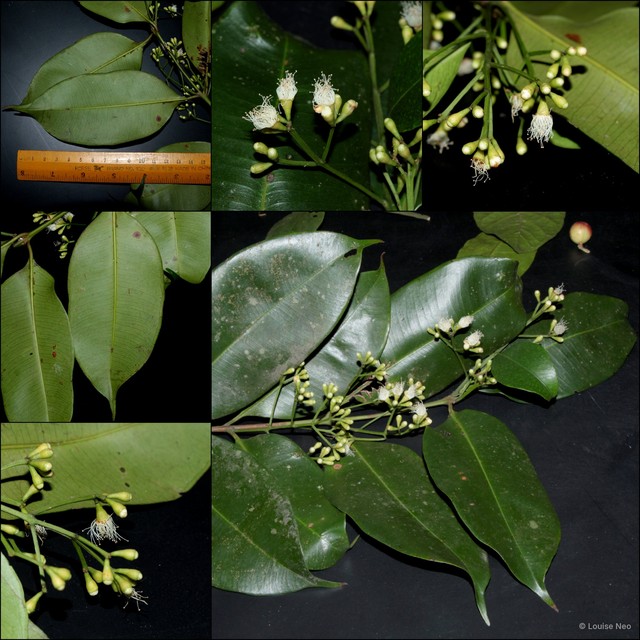 Syzygium maingayi•&copy; Louise Neo•All Rights Reserved