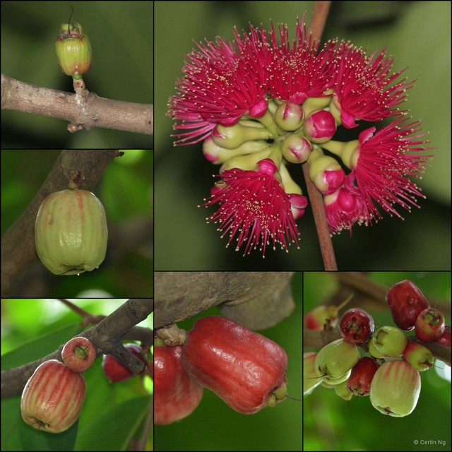Syzygium malaccense•&copy; Cerlin Ng•All Rights Reserved