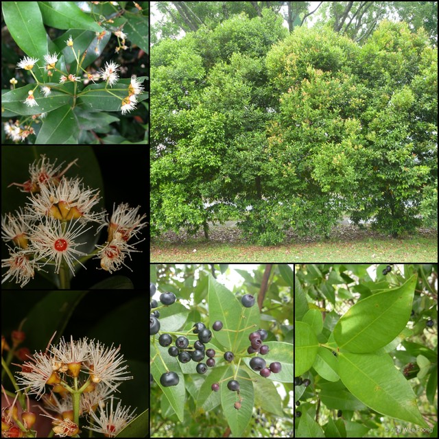 Syzygium myrtifolium•&copy; Ang Wee Foong•All Rights Reserved