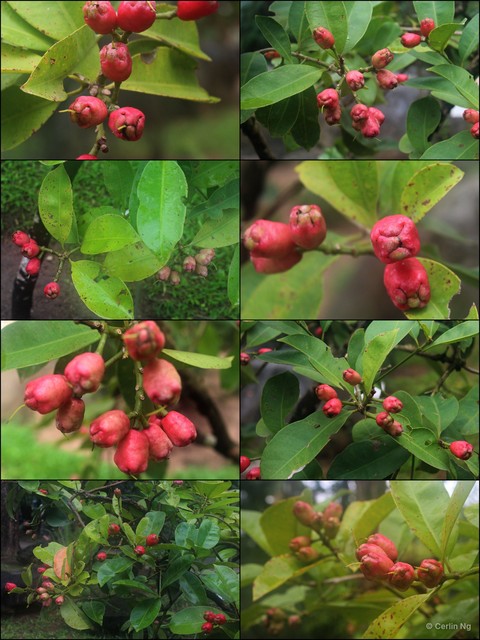 Syzygium nervosum•&copy; Cerlin Ng•All Rights Reserved