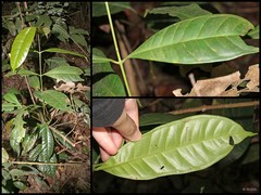 Syzygium ngadimanianum (M.R.Hend.) I.M.Turner