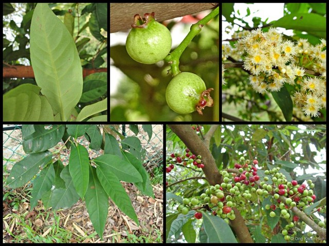 Syzygium polyanthum•&copy; Ong Kwan Han•All Rights Reserved