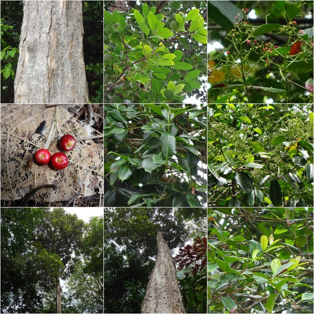 Syzygium pustulatum•&copy; Ong Kwan Han•All Rights Reserved