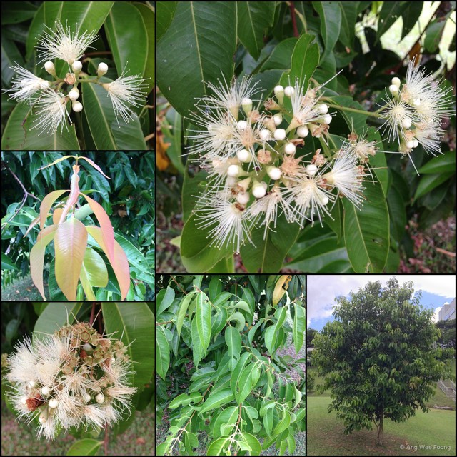 Syzygium pyrifolium•&copy; Ang Wee Foong•All Rights Reserved