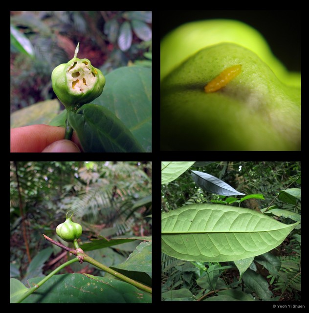Syzygium ridleyi•&copy; Yeoh Yi Shuen•All Rights Reserved