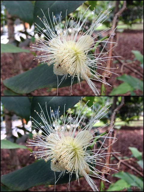 Syzygium samarangense•&copy; Ang Wee Foong•All Rights Reserved