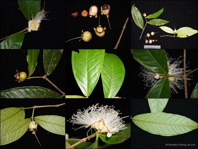 Syzygium scortechinii var. scortechinii•&copy; Reuben Chong Jin Lim•All Rights Reserved