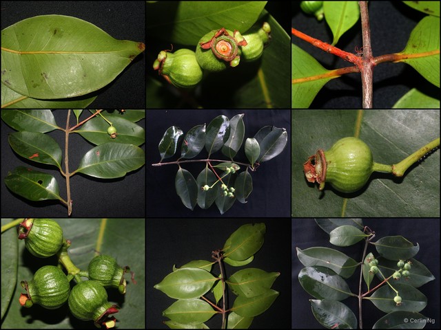 Syzygium urceolatum•&copy; Cerlin Ng•All Rights Reserved