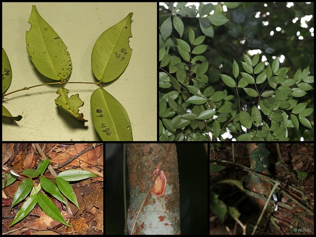 Syzygium zeylanicum•&copy; NUSBL•All Rights Reserved