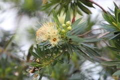 Xanthostemon verticillatus (C.T.White & Francis) L.S.Sm.