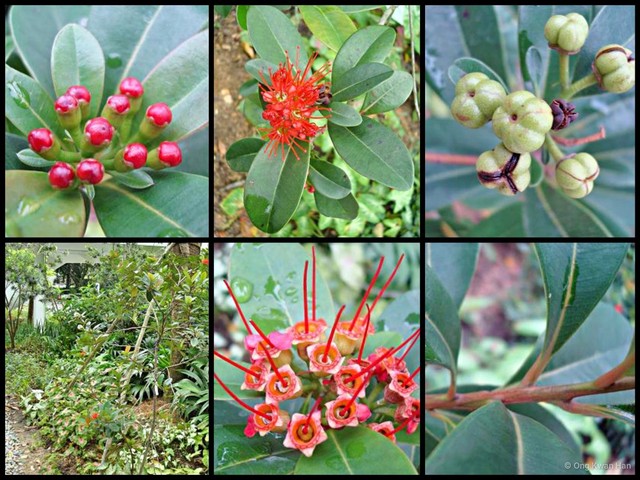 Xanthostemon youngii•&copy; Ong Kwan Han•All Rights Reserved