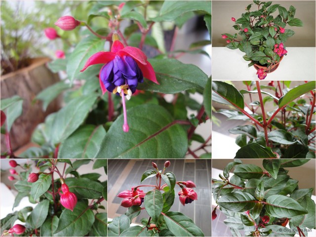 Fuchsia × hybrida•&copy; Ong Kwan Han•All Rights Reserved