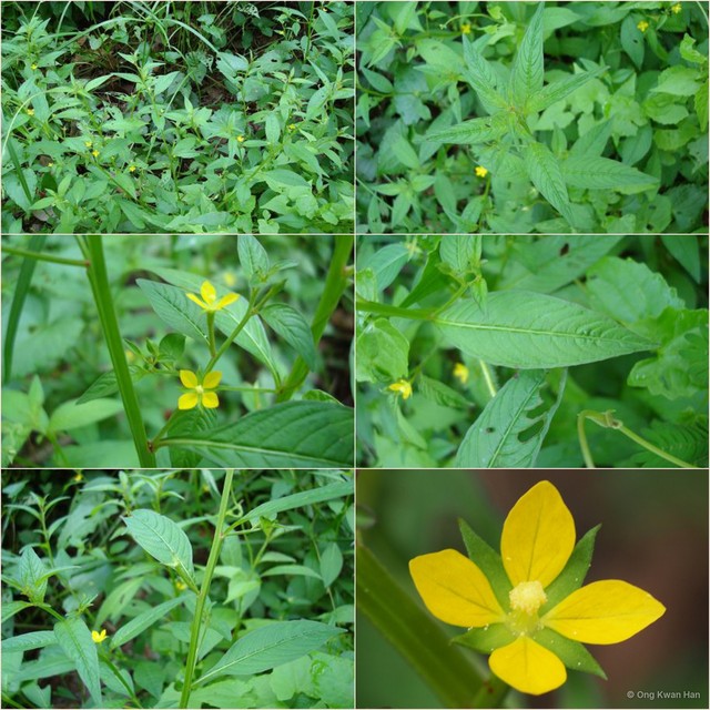 Ludwigia hyssopifolia•&copy; Ong Kwan Han•All Rights Reserved