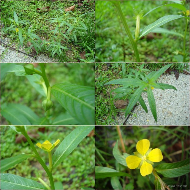 Ludwigia octovalvis•&copy; Ong Kwan Han•All Rights Reserved
