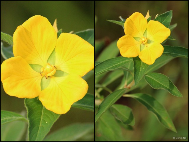 Ludwigia peruviana•&copy; Cerlin Ng•All Rights Reserved