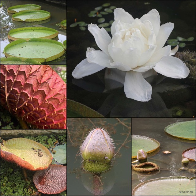Victoria amazonica•&copy; Cerlin Ng•All Rights Reserved