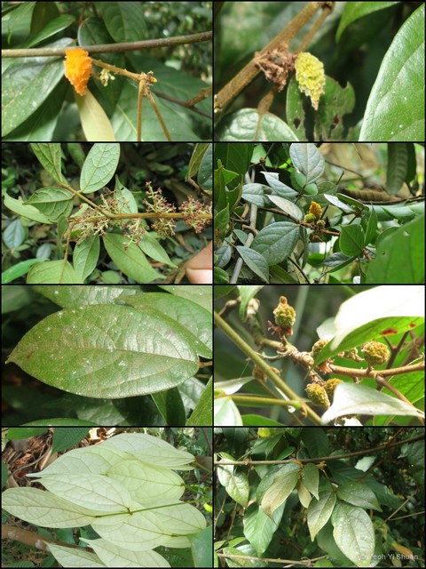 Agelaea borneensis•&copy; Yeoh Yi Shuen•All Rights Reserved