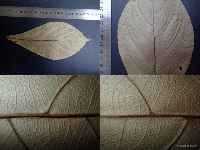 Elaeocarpus obtusus apiculatus•&copy; Yeoh Yi Shuen•All Rights Reserved