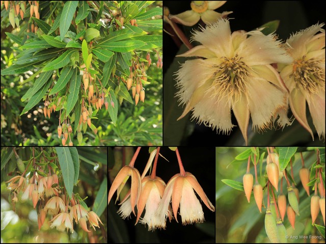 Elaeocarpus grandiflorus•&copy; Ang Wee Foong•All Rights Reserved