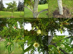Elaeocarpus hainanensis Oliv.