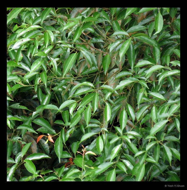 Elaeocarpus mastersii•&copy; Yeoh Yi Shuen•All Rights Reserved