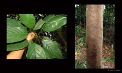 Elaeocarpus polystachyus Wall.