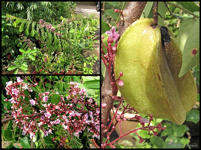 Averrhoa carambola•&copy; Tony O'Dempsey•All Rights Reserved