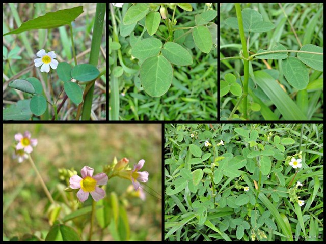 Oxalis (Thamnoxys) barrelieri•&copy; Ong Kwan Han•All Rights Reserved