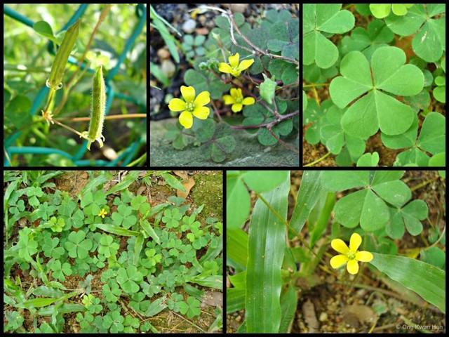 Oxalis (Oxalis) corniculata•&copy; Ong Kwan Han•All Rights Reserved
