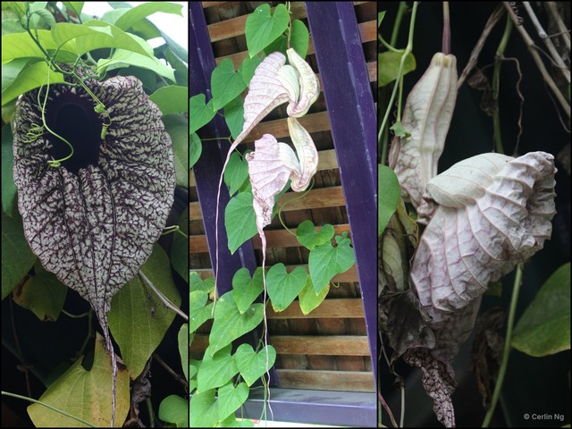 Aristolochia (Aristolochia) gigantea•&copy; Cerlin Ng•All Rights Reserved