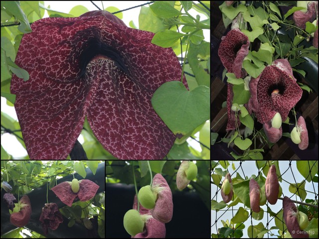 Aristolochia littoralis•&copy; Cerlin Ng•All Rights Reserved