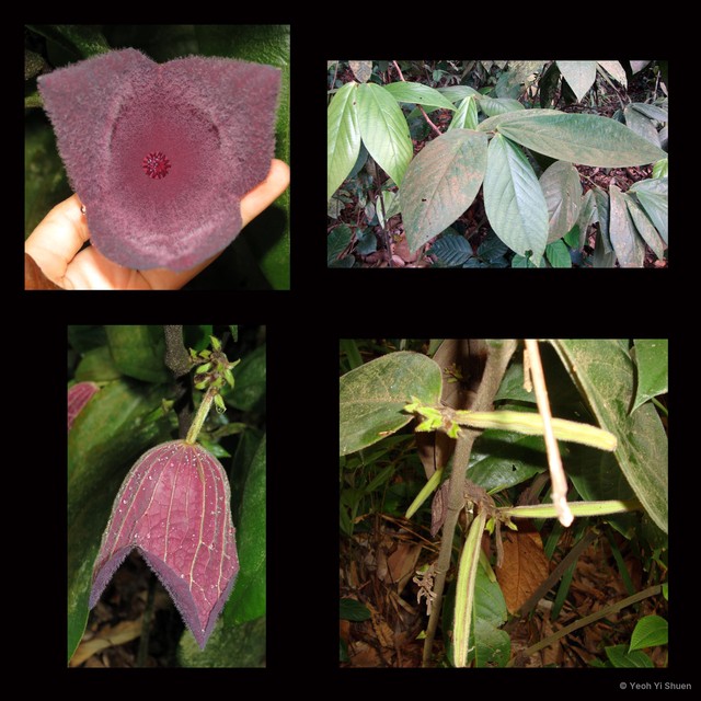 Thottea grandiflora•&copy; Yeoh Yi Shuen•All Rights Reserved