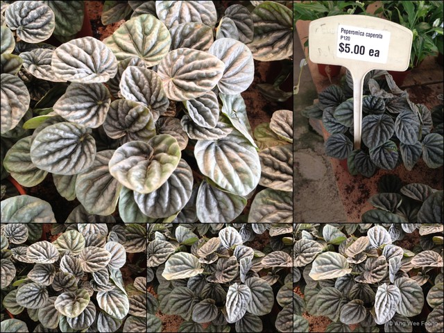Peperomia (Multipalmata) caperata•&copy; Ang Wee Foong•All Rights Reserved