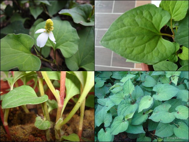 Houttuynia cordata•&copy; Ong Kwan Han•All Rights Reserved
