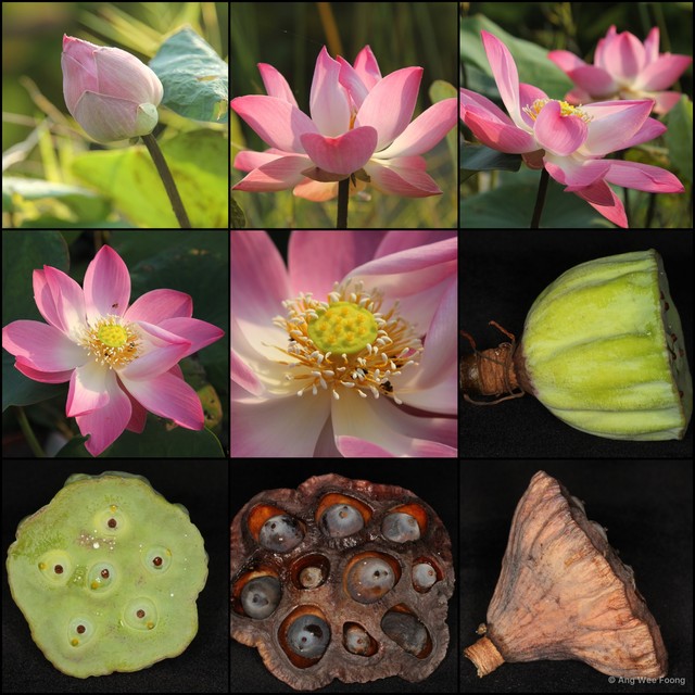 Nelumbo nucifera•&copy; Ang Wee Foong•All Rights Reserved