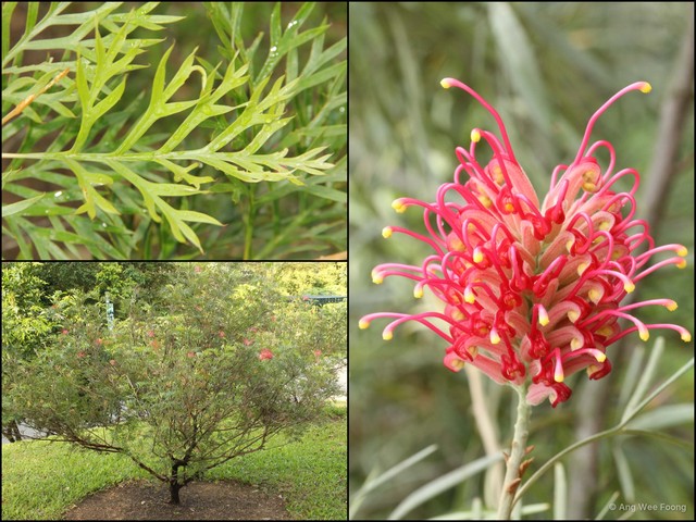 Grevillea banksii•&copy; Ang Wee Foong•All Rights Reserved