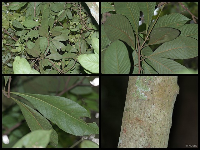 Meliosma simplicifolia fruticosa•&copy; NUSBL•All Rights Reserved