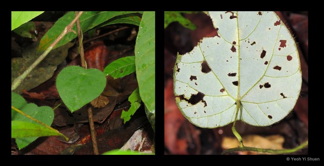 Cyclea laxiflora•&copy; Yeoh Yi Shuen•All Rights Reserved