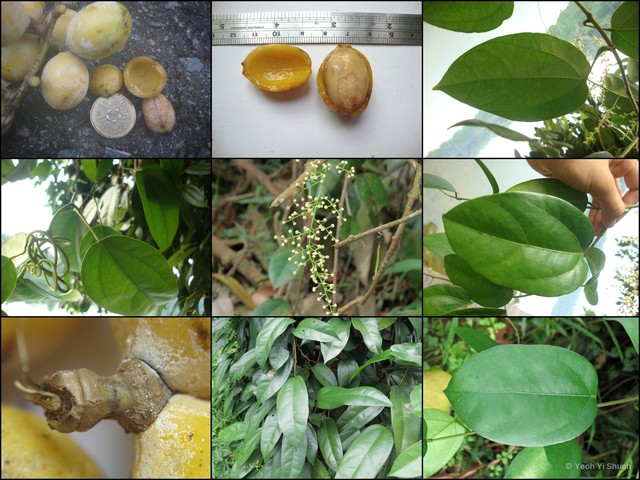 Fibraurea tinctoria•&copy; Yeoh Yi Shuen•All Rights Reserved