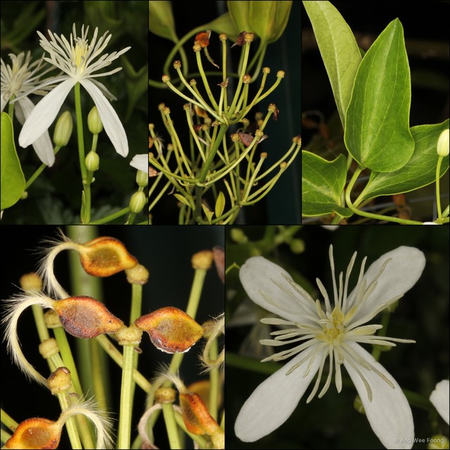Clematis aristata•&copy; Ang Wee Foong•All Rights Reserved