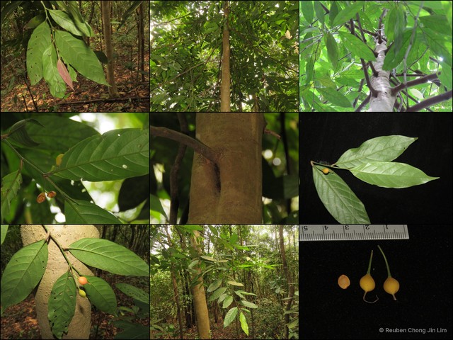 Gironniera parvifolia•&copy; Reuben Chong Jin Lim•All Rights Reserved