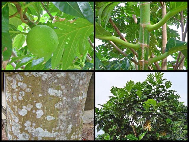 Artocarpus altilis•&copy; Ong Kwan Han•All Rights Reserved