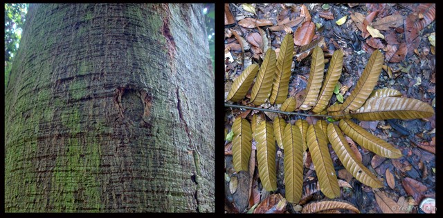 Artocarpus anisophyllus•&copy; Yeoh Yi Shuen•All Rights Reserved