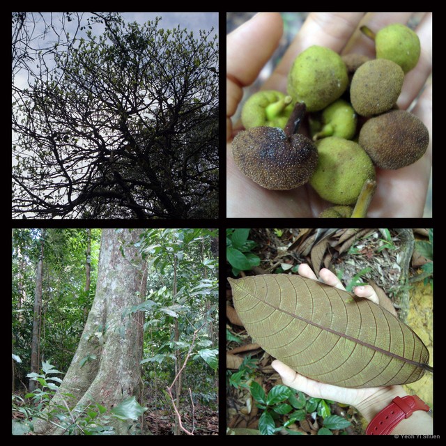 Artocarpus dadah•&copy; Yeoh Yi Shuen•All Rights Reserved