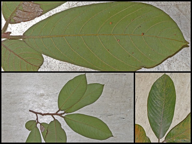 Artocarpus fulvicortex•&copy; Louise Neo•All Rights Reserved