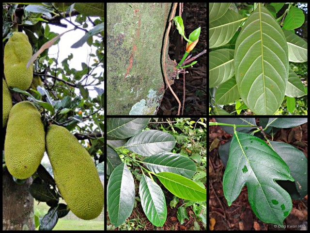 Artocarpus heterophyllus•&copy; Ong Kwan Han•All Rights Reserved