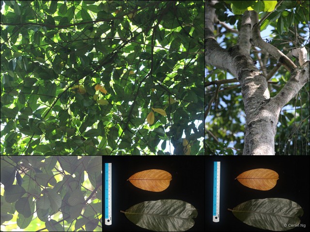Artocarpus lamellosus•&copy; Cerlin Ng•All Rights Reserved