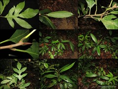 Artocarpus lanceifolius Roxb.