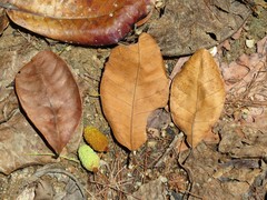 Artocarpus maingayi King ex Hook.f.