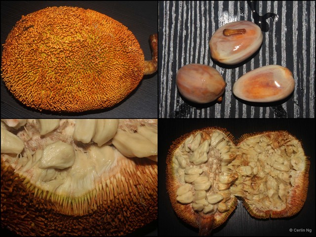 Artocarpus odoratissimus•&copy; Cerlin Ng•All Rights Reserved